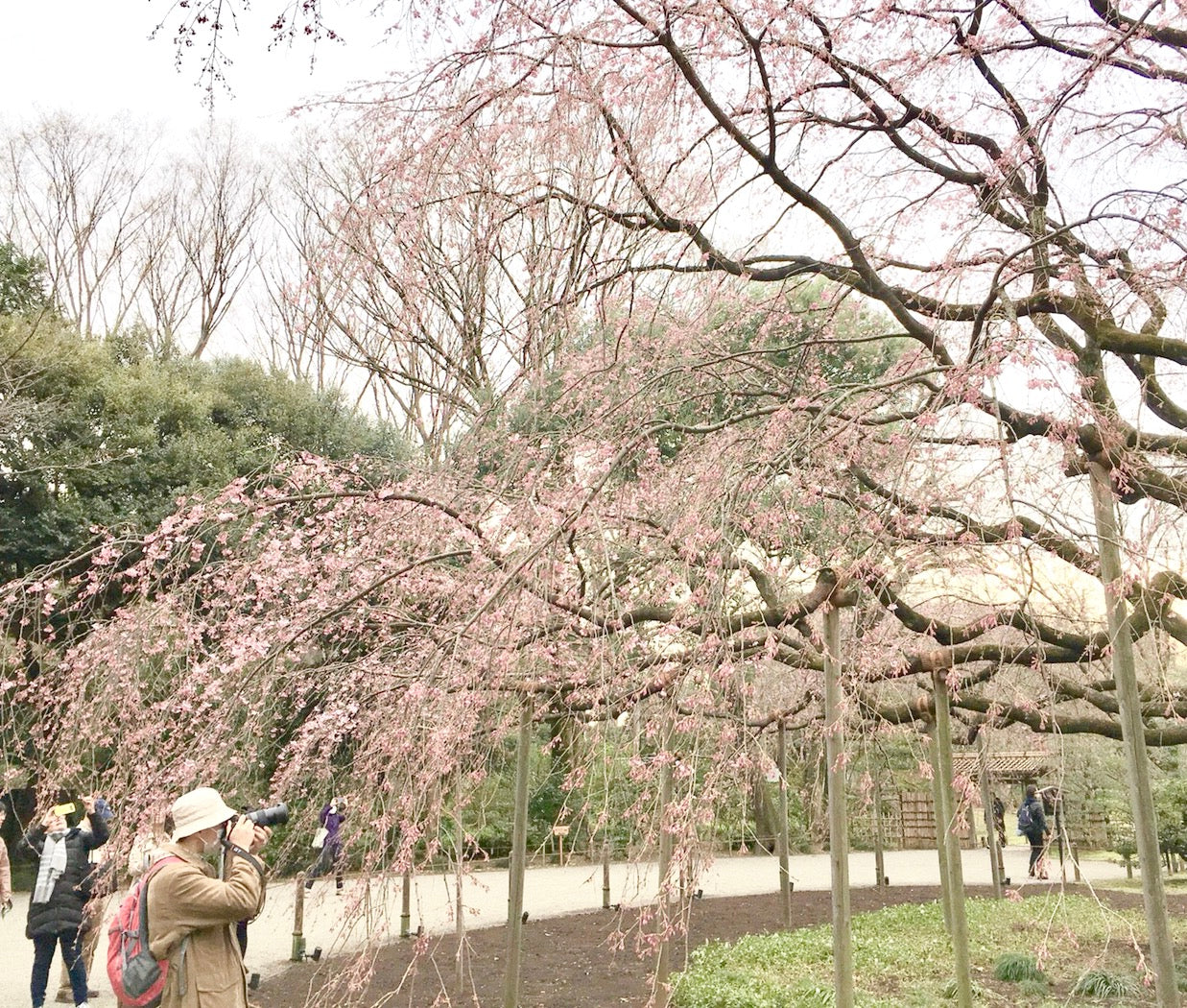 桜と傘と春の匂い